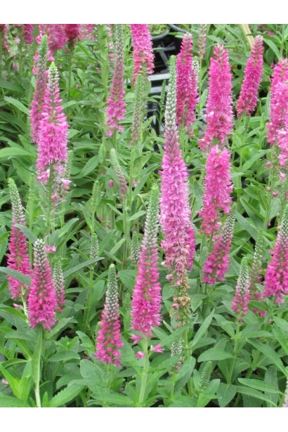 Вероніка колосиста медоносна квітка